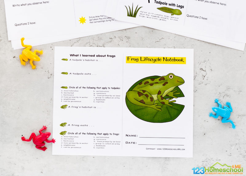 FREE Printable Life Cycle Of A Frog Worksheets Vlr eng br